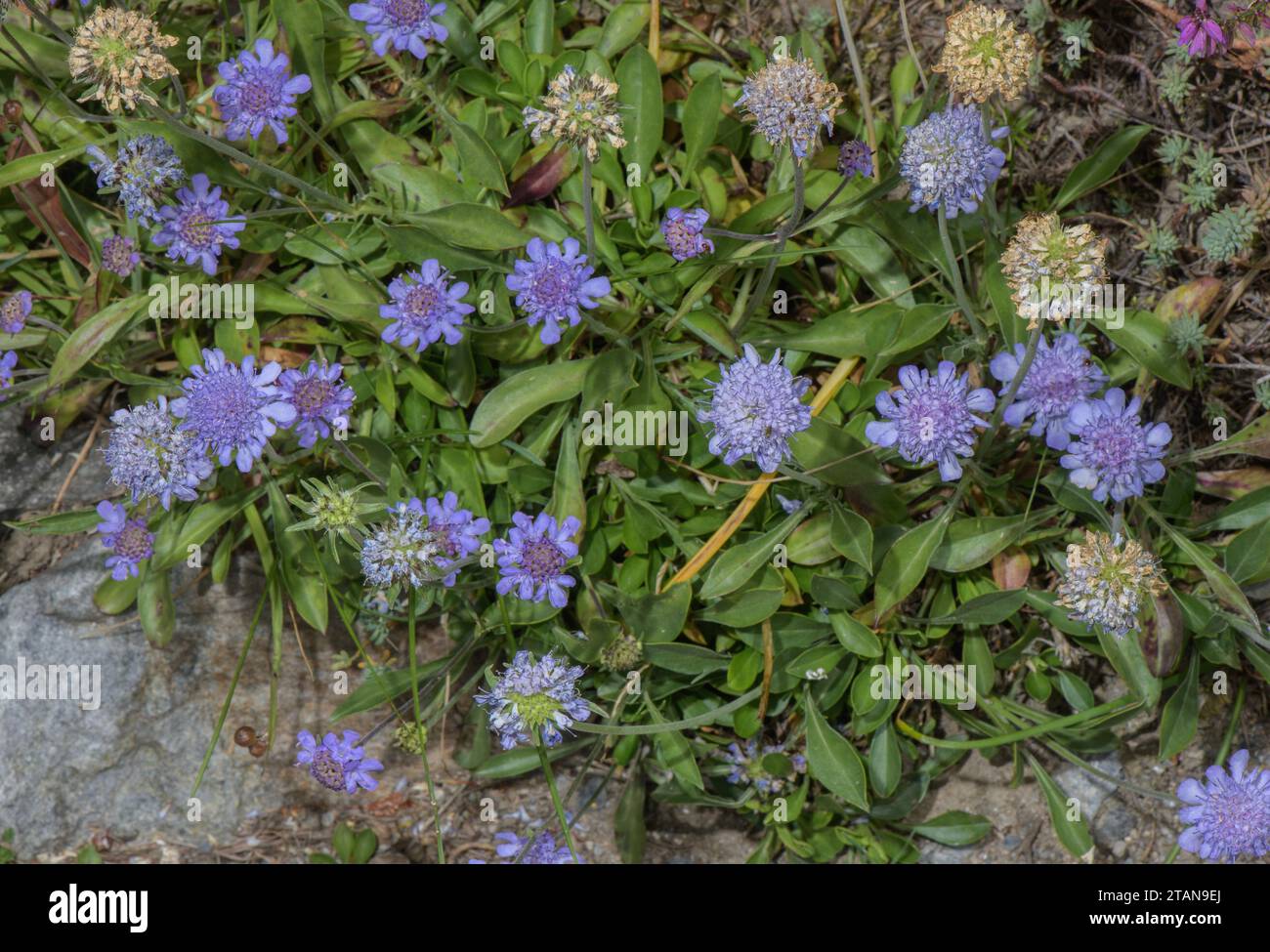 Un Scabious du sud-est de l'Europe, Scabiosa silenifolia. Italie. Banque D'Images