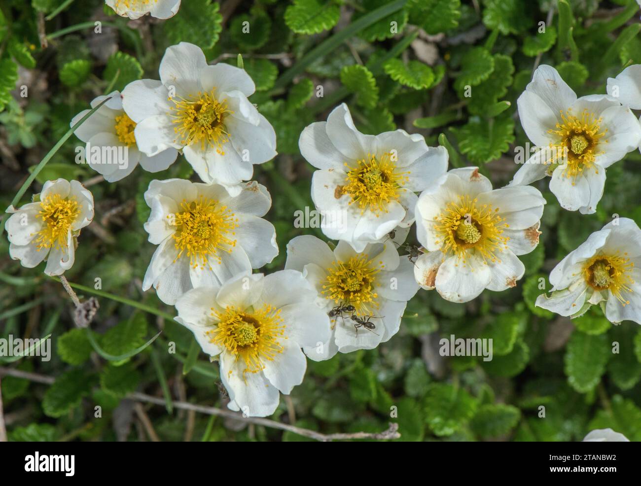 Avens de montagne, Dryas octopetala, en fleur dans les Alpes françaises. Banque D'Images