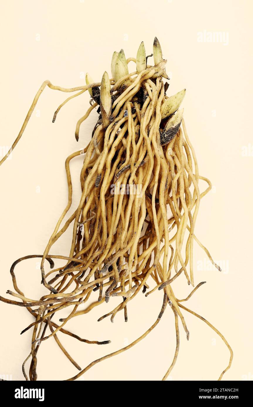 Cypripedium calceolus 'Lady's-Slipper Orchid' - Rhizome Banque D'Images