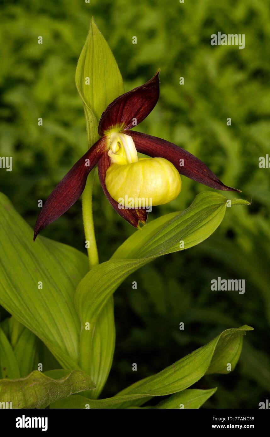 Cypripedium calceolus 'Lady's-Slipper Orchid' Banque D'Images