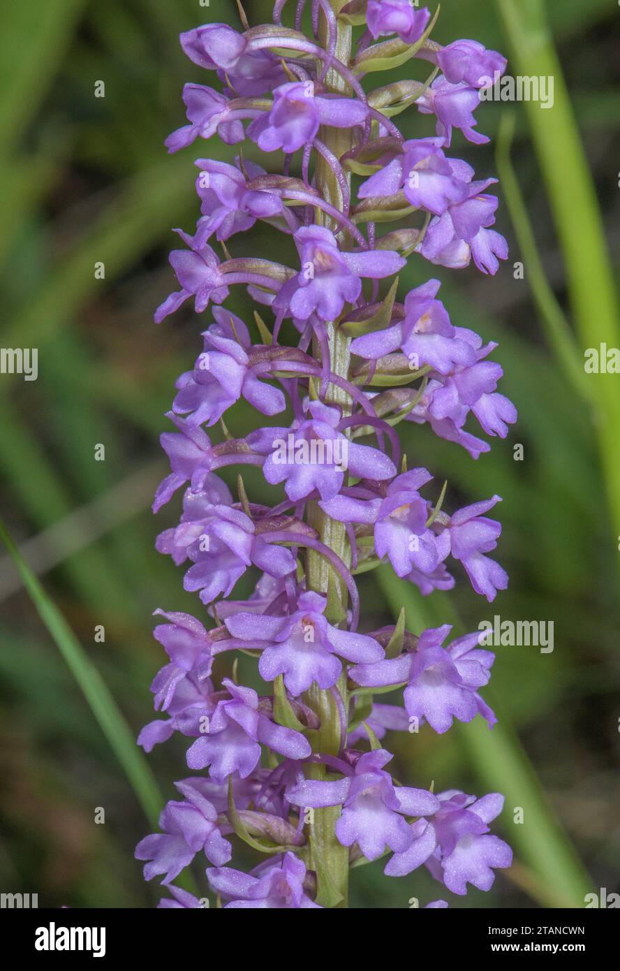 Orchidée parfumée de marais, Gymnadenia densiflora, en fleur dans les prairies marécageuses, Alpes Maritimes. Banque D'Images