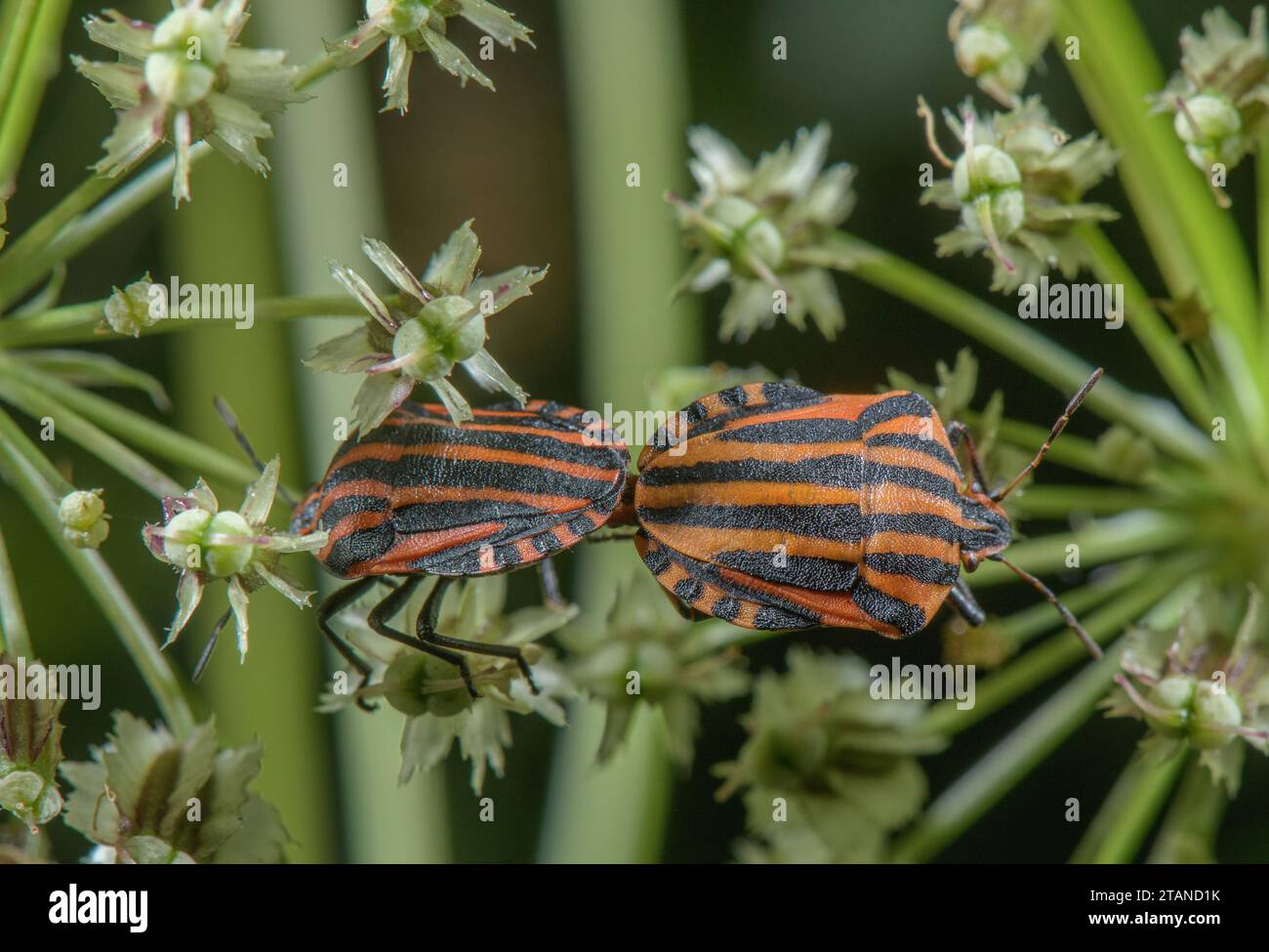 Punaise Minstrel, Graphosoma italicum paire sur umbellifer. Banque D'Images
