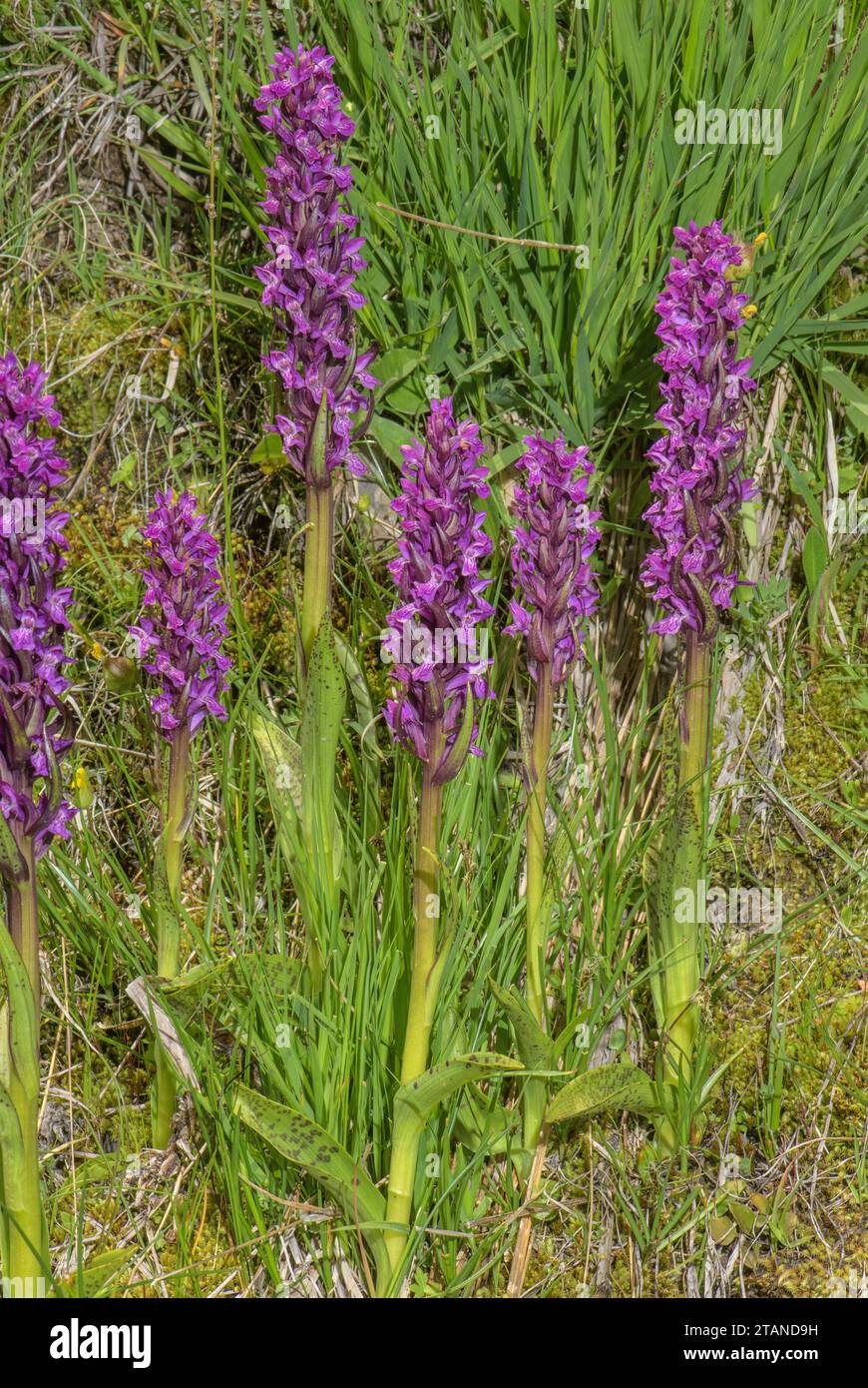 Orchidée des marais mouchetés, Dactylorhiza incarnata ssp. Cruenta, en fleur dans les Alpes Maritimes. Banque D'Images