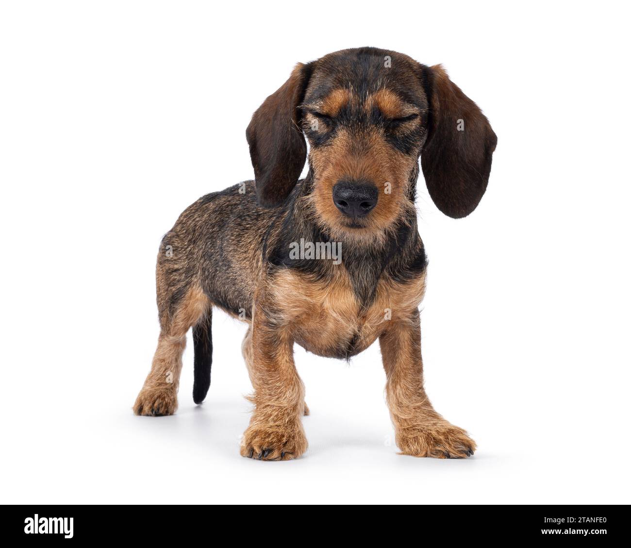 Adorable chien teckel brun chiot, debout sur le côté. Les deux yeux fermés. isolé sur fond blanc. Banque D'Images