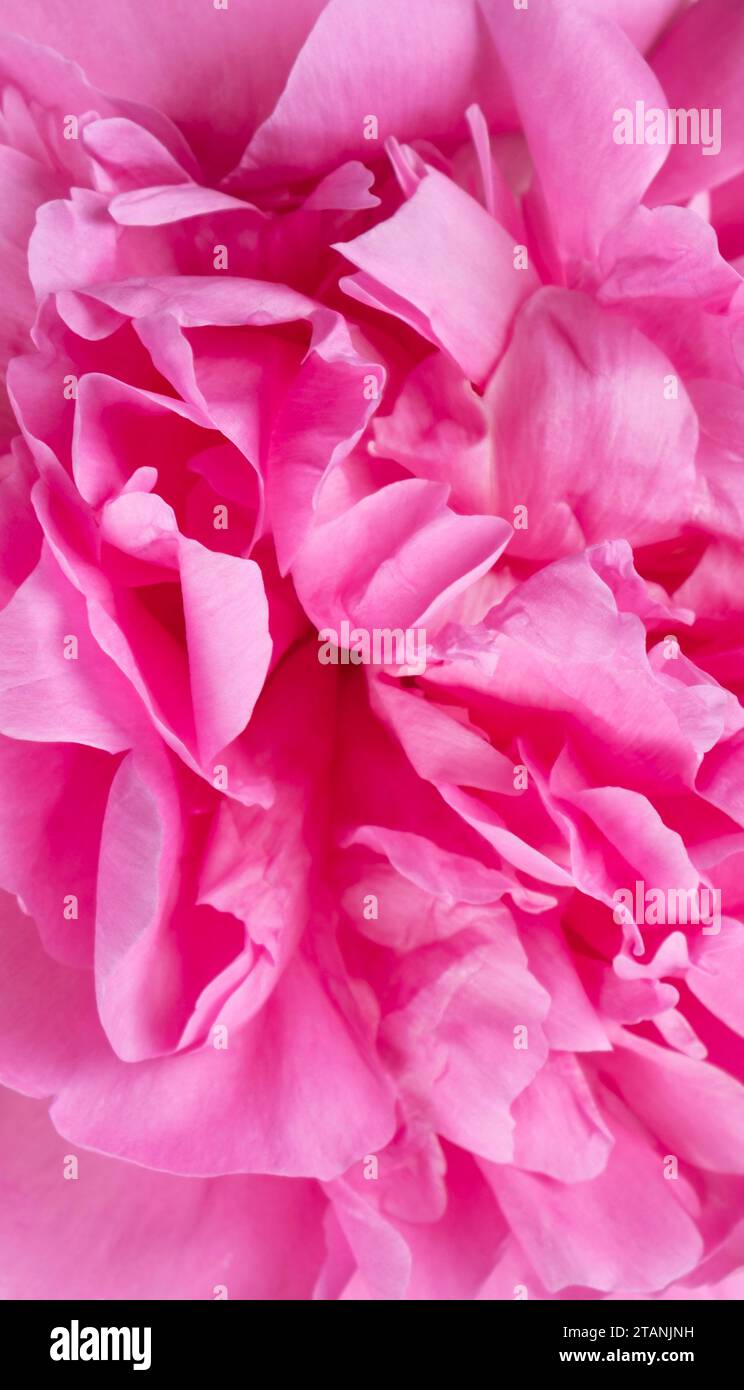 Fond vertical de pivoine rose, pétales gros plan, fond de pétales de fleur rose vue de dessus. Photo de haute qualité Banque D'Images