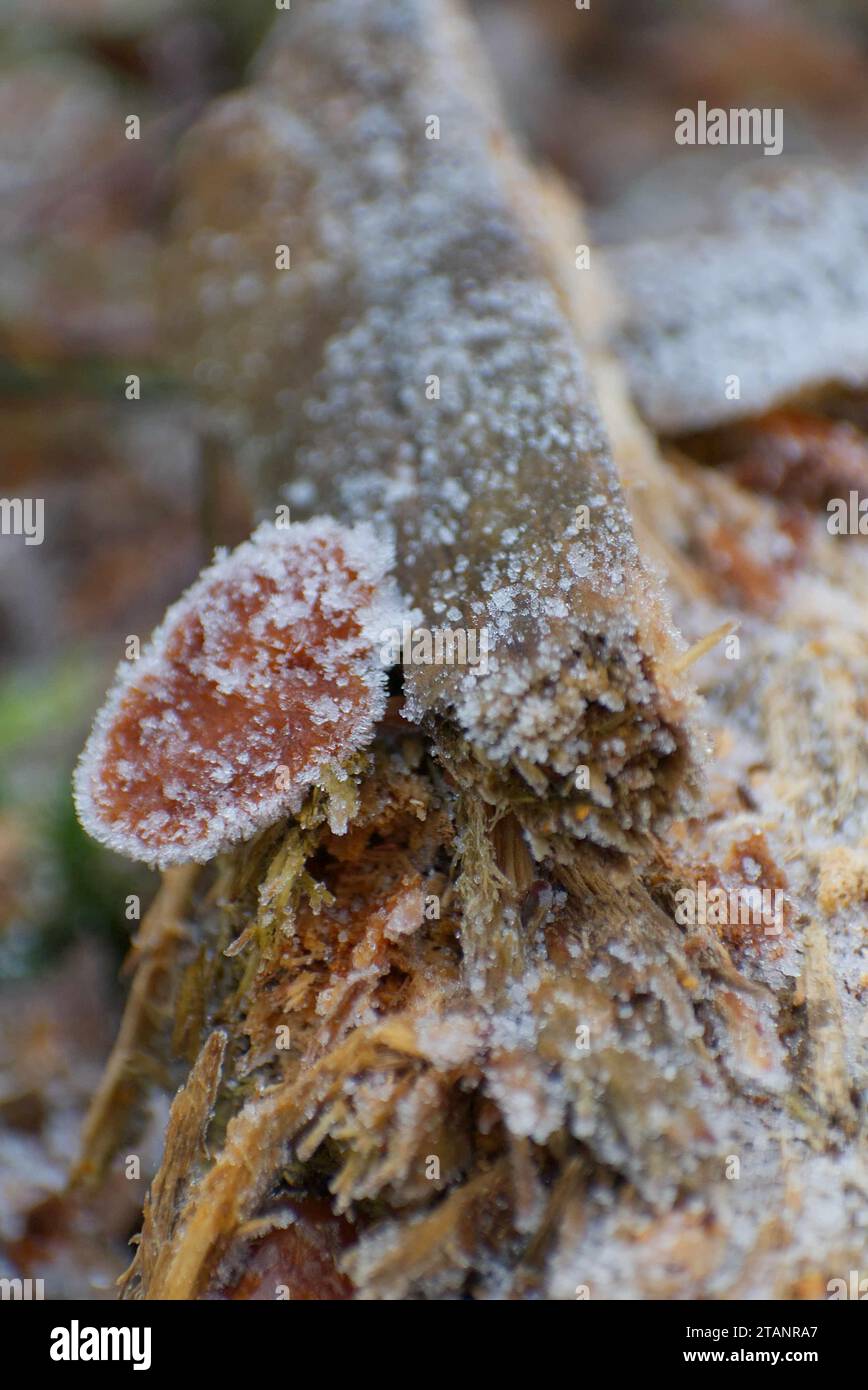 Champignons, (champignon, tabouret de toadstool) enrobés de gel. Dans la nature du sol boisé. Banque D'Images