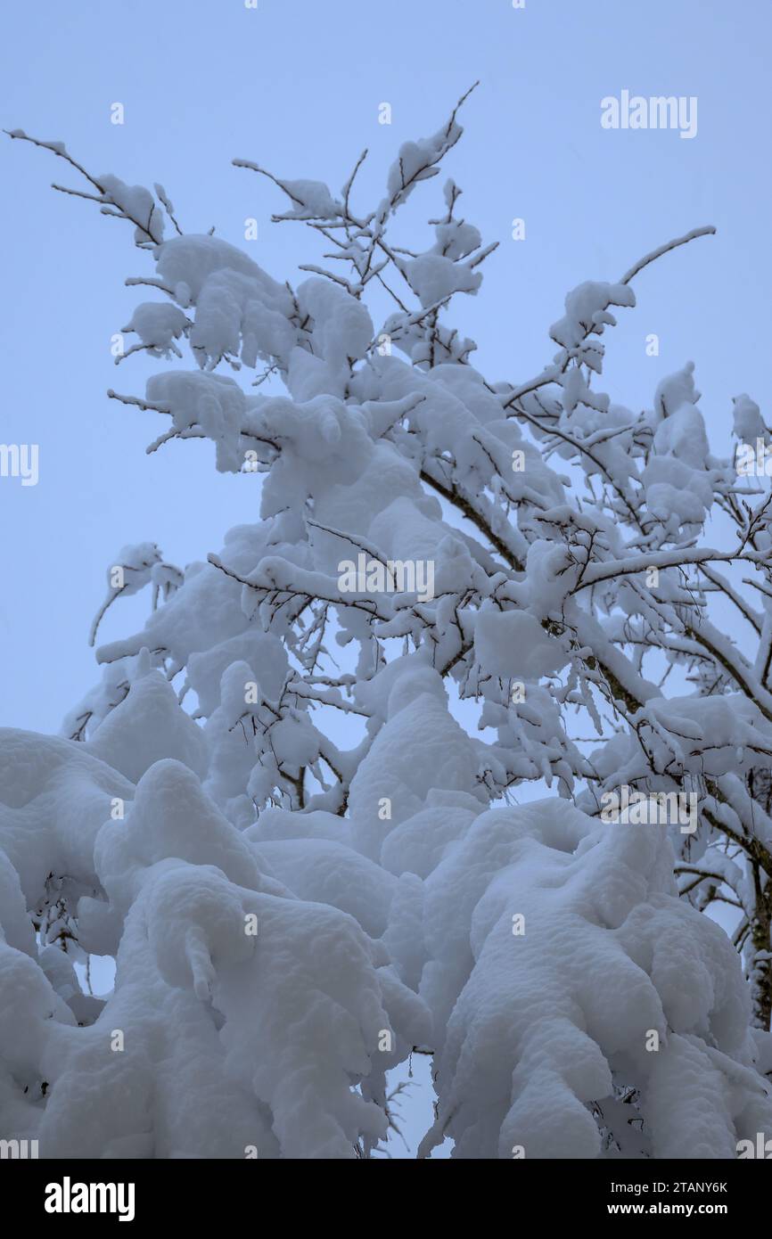 BADEN-WUERTTEMBERG : PREMIÈRE NEIGE Banque D'Images