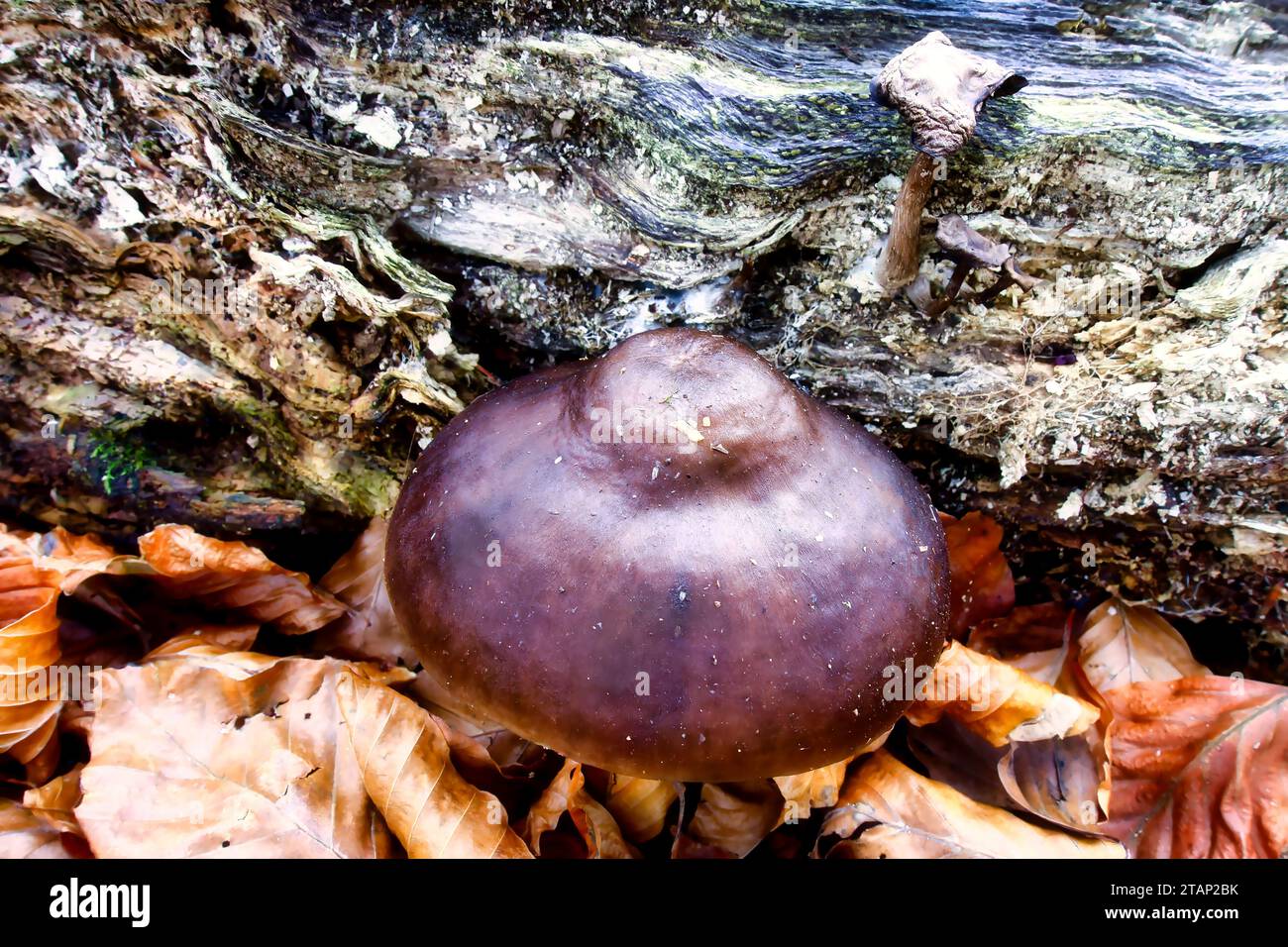 champignons cultivés naturellement dans un environnement naturel dans la forêt avec une atmosphère automnale et vieux bois, mousse et feuilles, image rapprochée Banque D'Images