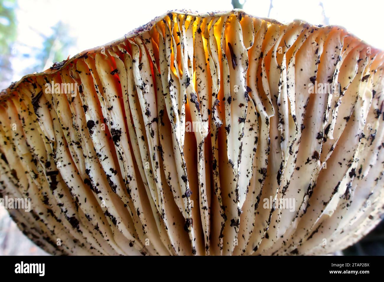 champignons cultivés naturellement dans un environnement naturel dans la forêt avec une atmosphère automnale et vieux bois, mousse et feuilles, image rapprochée Banque D'Images