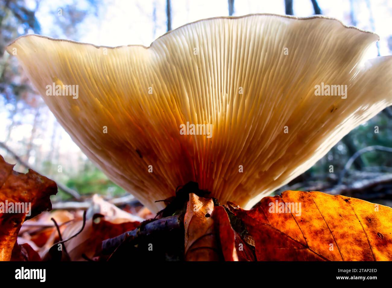 champignons cultivés naturellement dans un environnement naturel dans la forêt avec une atmosphère automnale et vieux bois, mousse et feuilles, image rapprochée Banque D'Images