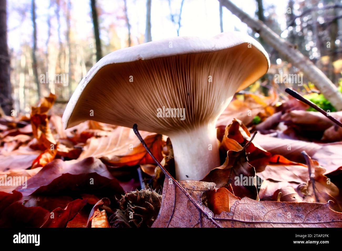 champignons cultivés naturellement dans un environnement naturel dans la forêt avec une atmosphère automnale et vieux bois, mousse et feuilles, image rapprochée Banque D'Images