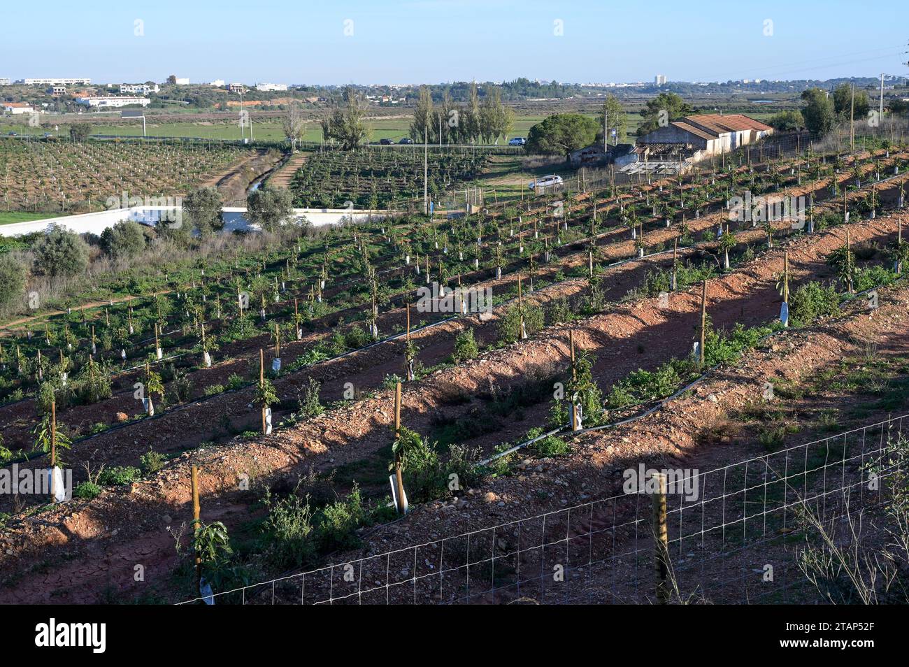 PORTUGAL, Algarve, Lagos, plantation d'arbres d'avocat avec irrigation goutte à goutte, l'agriculture d'avocat a besoin de beaucoup d'eau pour l'irrigation / avocat Anbau mit Tröpfchenbewässerung , fuer die Bewaesserung wird viel Wasser verbraucht Banque D'Images