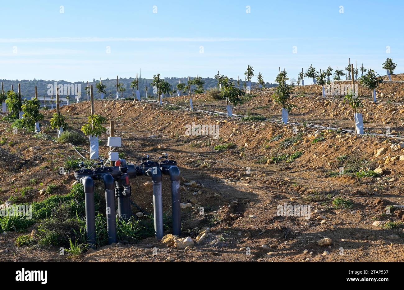 PORTUGAL, Algarve, Lagos, plantation d'arbres d'avocat avec irrigation goutte à goutte, l'agriculture d'avocat a besoin de beaucoup d'eau pour l'irrigation, tuyau d'eau et tuyau / avocat Anbau mit Tröpfchenbewässerung , fuer die Bewaesserung wird viel Wasser verbraucht Banque D'Images