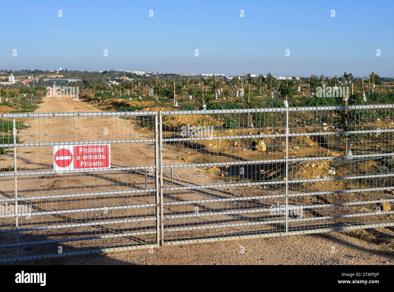 Portugal, agriculture d'avocat PORTUGAL, Algarve, Lagos, plantation d'arbres d'avocat avec irrigation goutte à goutte, l'agriculture d'avocat a besoin de beaucoup d'eau pour l'irrigation *** avocat Anbau mit Tröpfchenbewässerung, fuer die Bewaesserung wird viel Wasser verbraucht Lagos Algarve Portugal Credit : Imago/Alamy Live News Banque D'Images