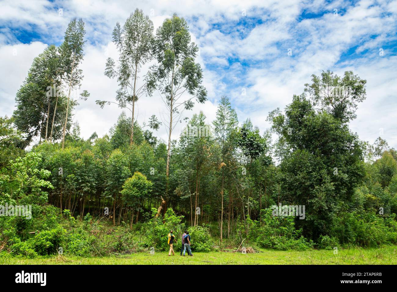 Eucalyptus plantés sur le flanc d'une zone humide saisonnière dans l'ouest de l'Éthiopie Banque D'Images