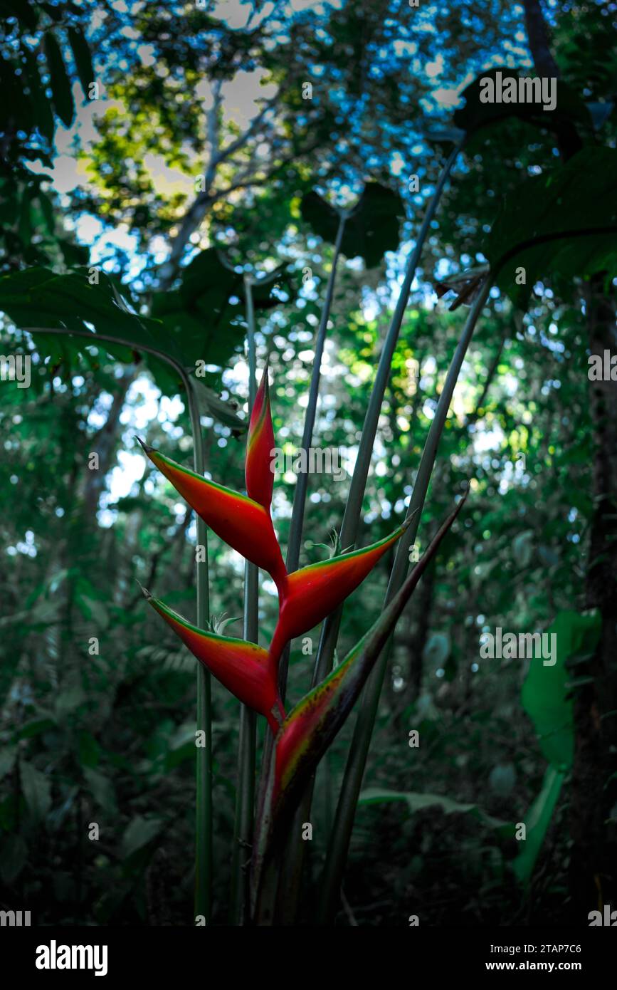 vue sur la forêt tropicale, avec fleur rouge d'héliconia Banque D'Images vue sur la forêt tropicale, avec fleur rouge d'héliconia Banque D'Images
