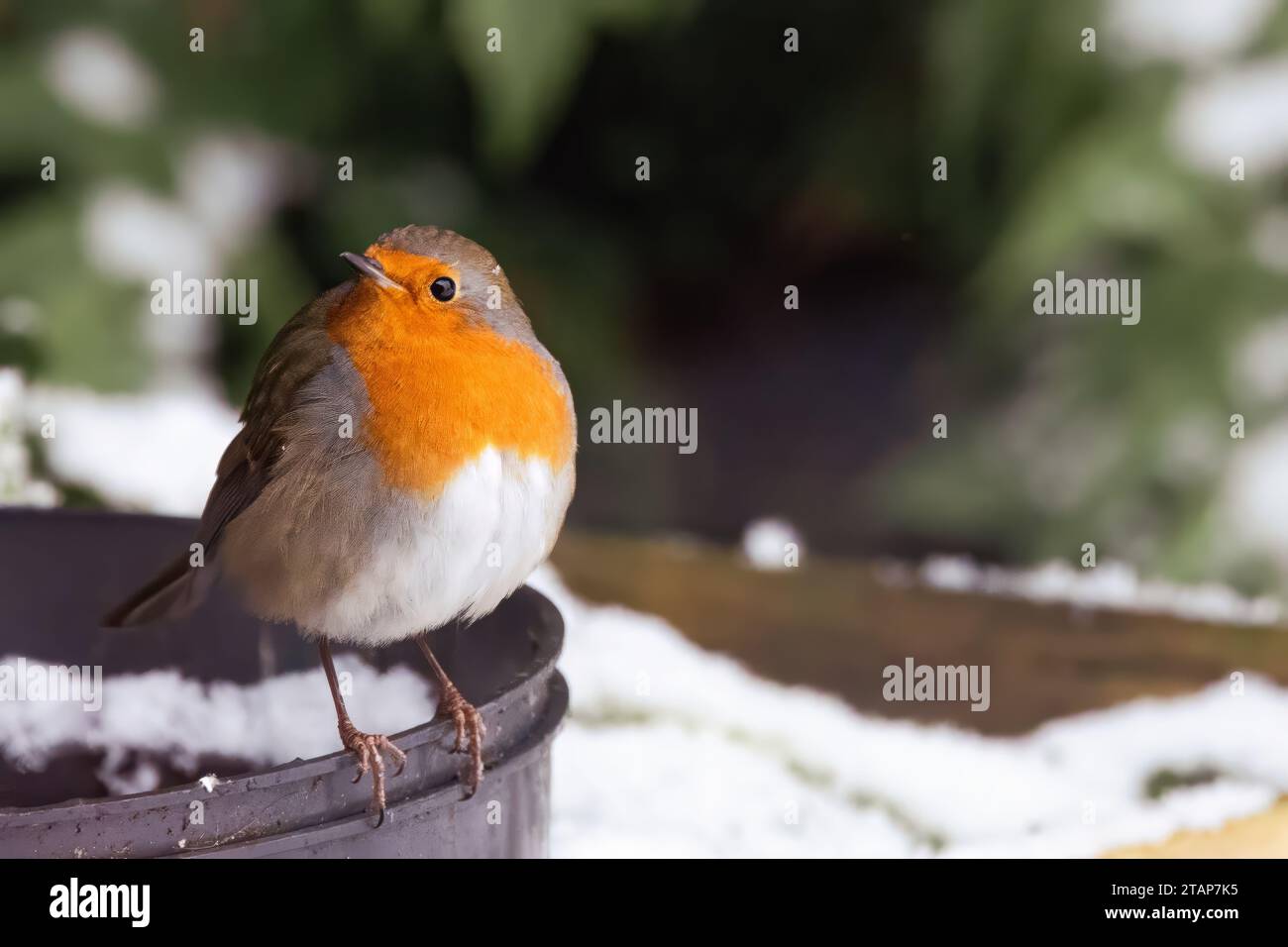 Cumbria, Royaume-Uni. 2 décembre 2023. UK Météo .faune dans la neige lourde . Crédit : Gordon Shoosmith/Alamy Live News Banque D'Images