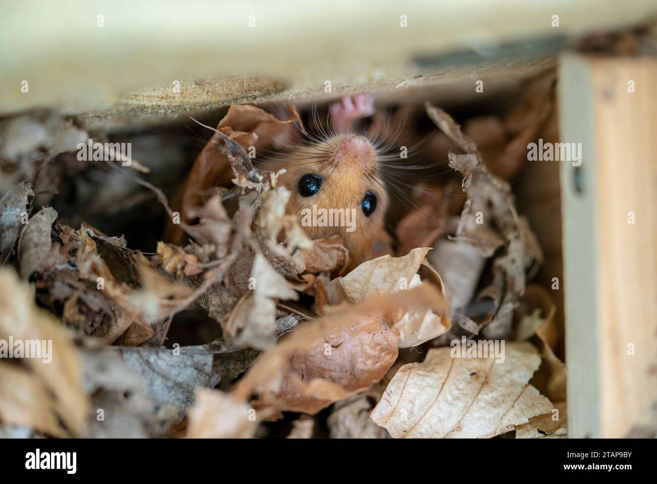 Hazel dormouse pendant la vérification de la boîte de nid montrant sa tête Banque D'Images