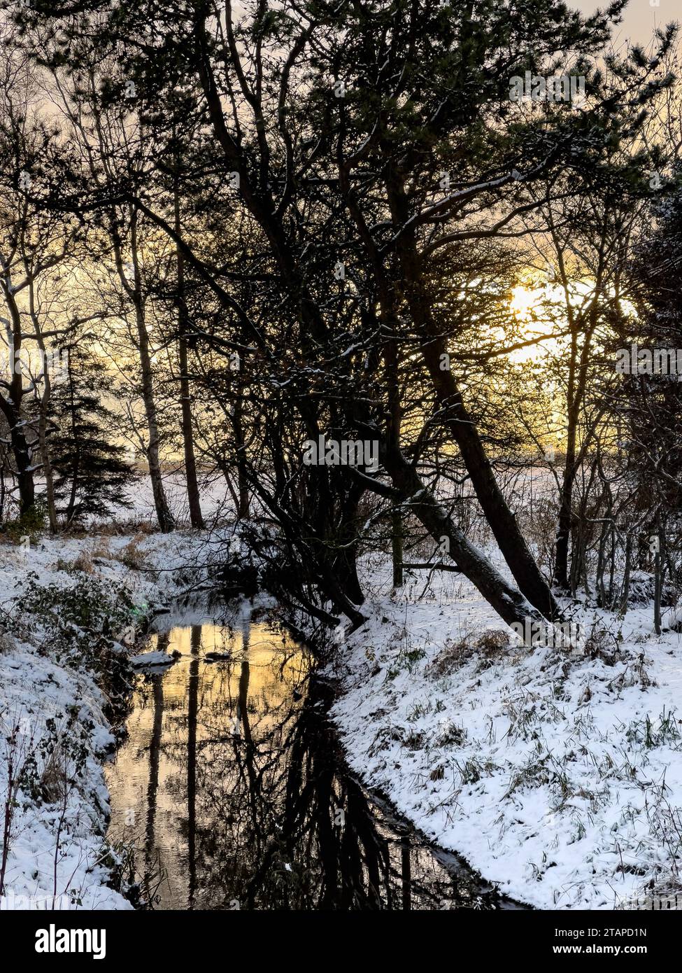 Le soleil de l'après-midi brille à travers un stand d'arbres sur les rives enneigées d'un petit ruisseau réfléchissant l'or dans la surface de l'eau Banque D'Images