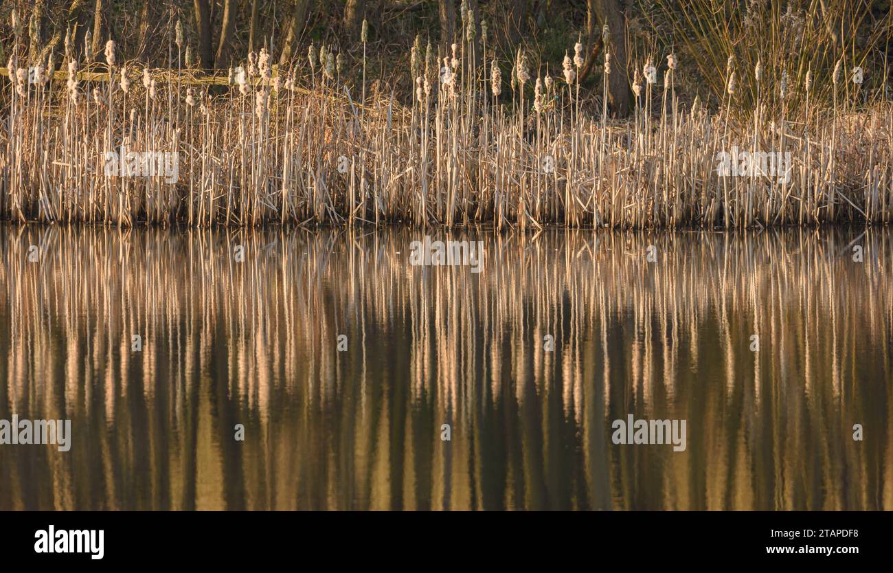 Les roseaux entourant un étang sont éclairés par le soleil de fin d'après-midi créant un motif frappant sur l'eau calme, février, comté de Durham, Banque D'Images