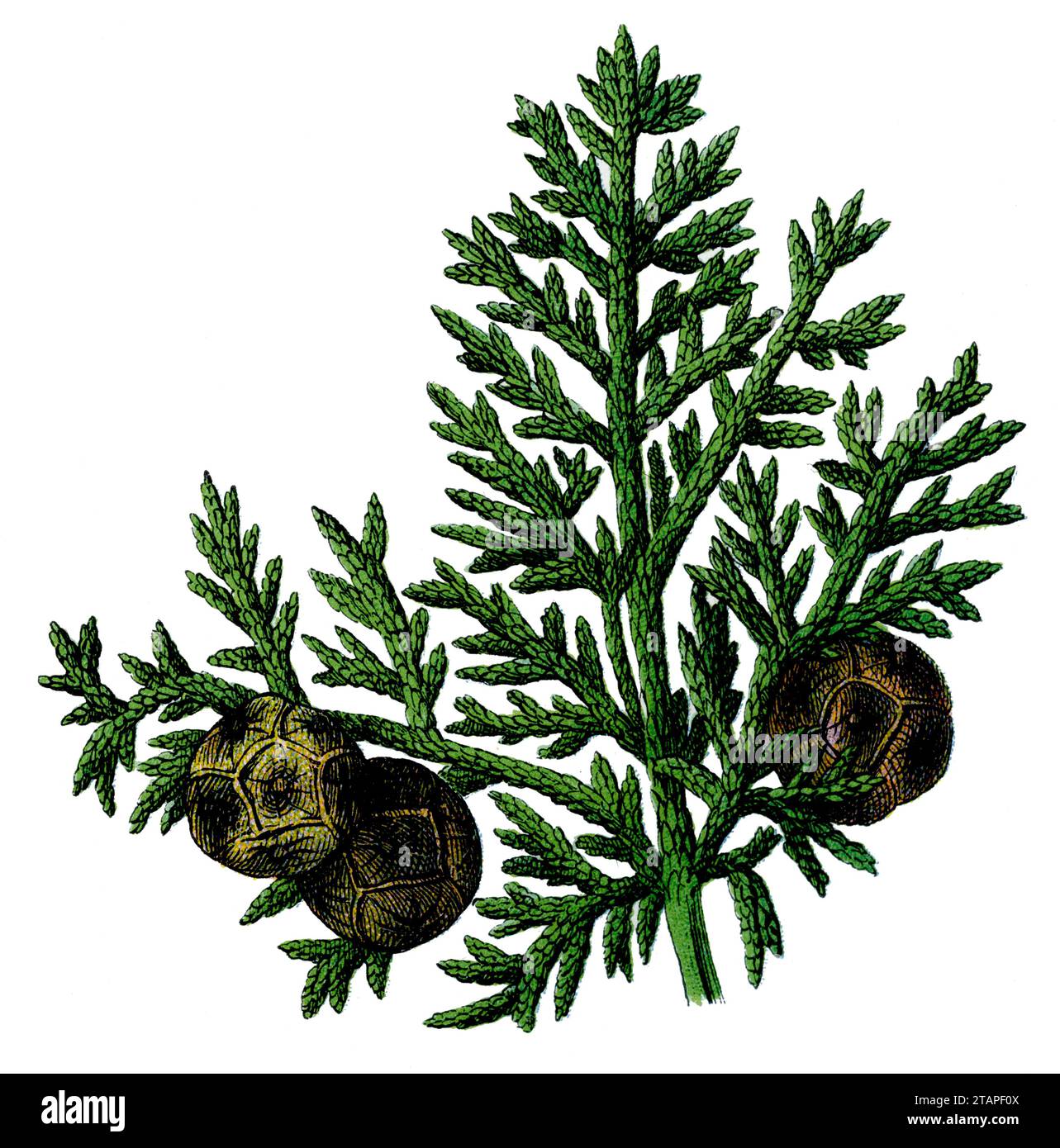 Cupressus sempervirens, (livre botanique, 1909), Zypresse, Mittelmeer- , auch Säulen-Zypresse, Echte Zypresse, italienische Zypresse oder Trauer-Zypresse Banque D'Images