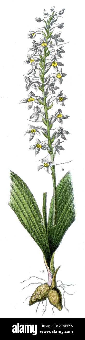 Orchidée-papillon Platanthera bifolia, (livre botanique, 1909), Zweiblättrige Waldhyazinthe Banque D'Images