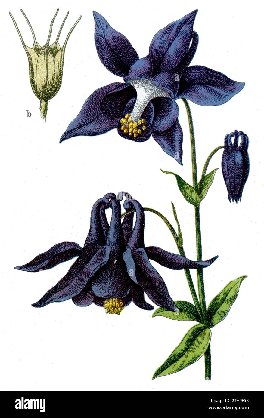 Common columbine Aquilegia vulgaris, (livre de botanique, 1909), Gemeine Akelei Banque D'Images