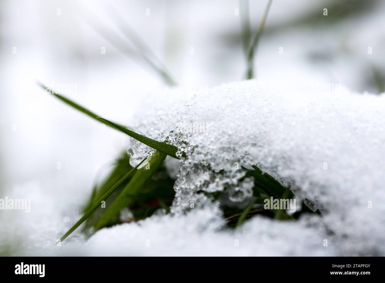 Grashalme im ersten Schnee in Deutschland Banque D'Images