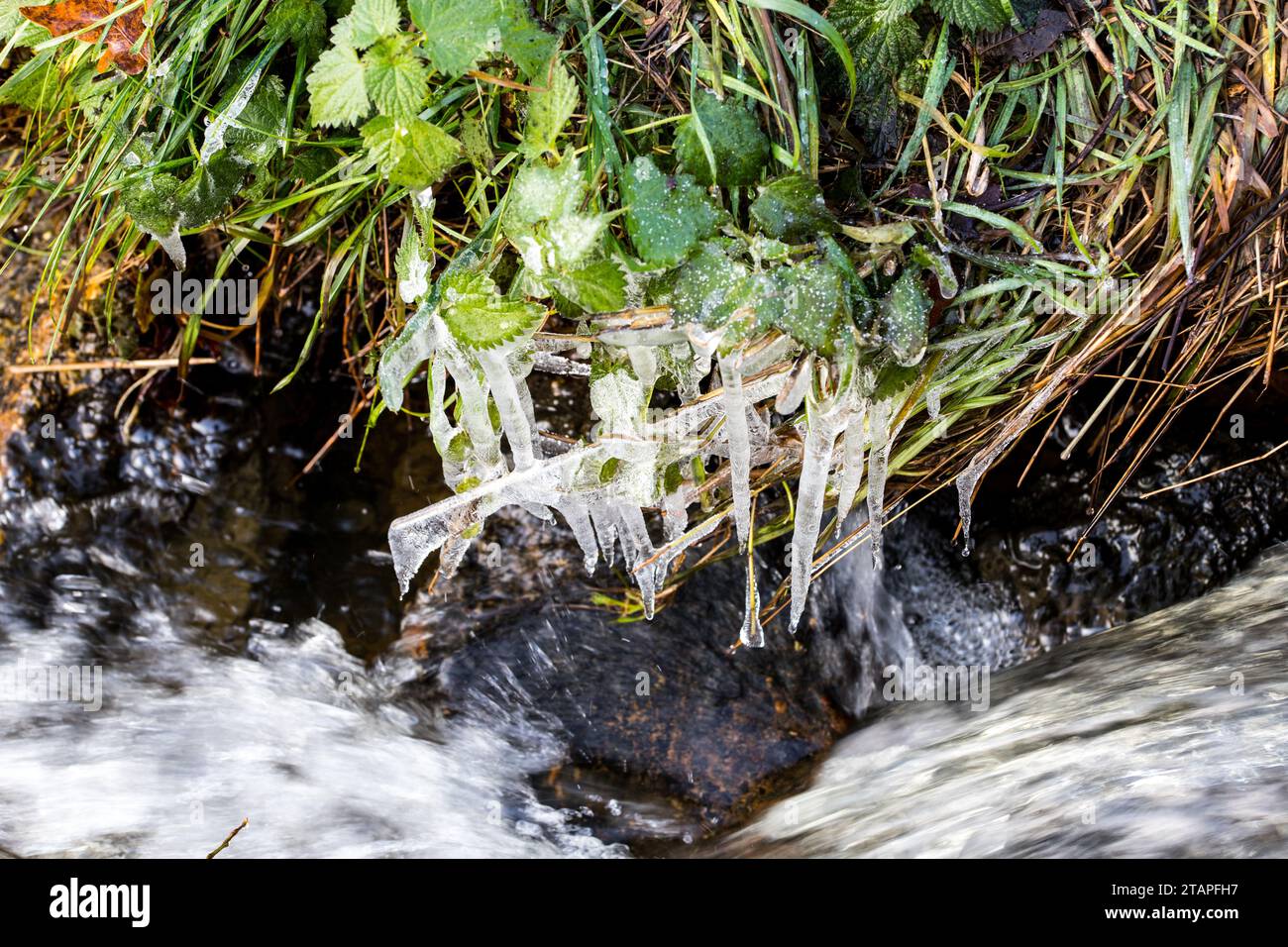Wasser, EIS, gefrorenes auf einen Strauch am Bach im Winter Banque D'Images