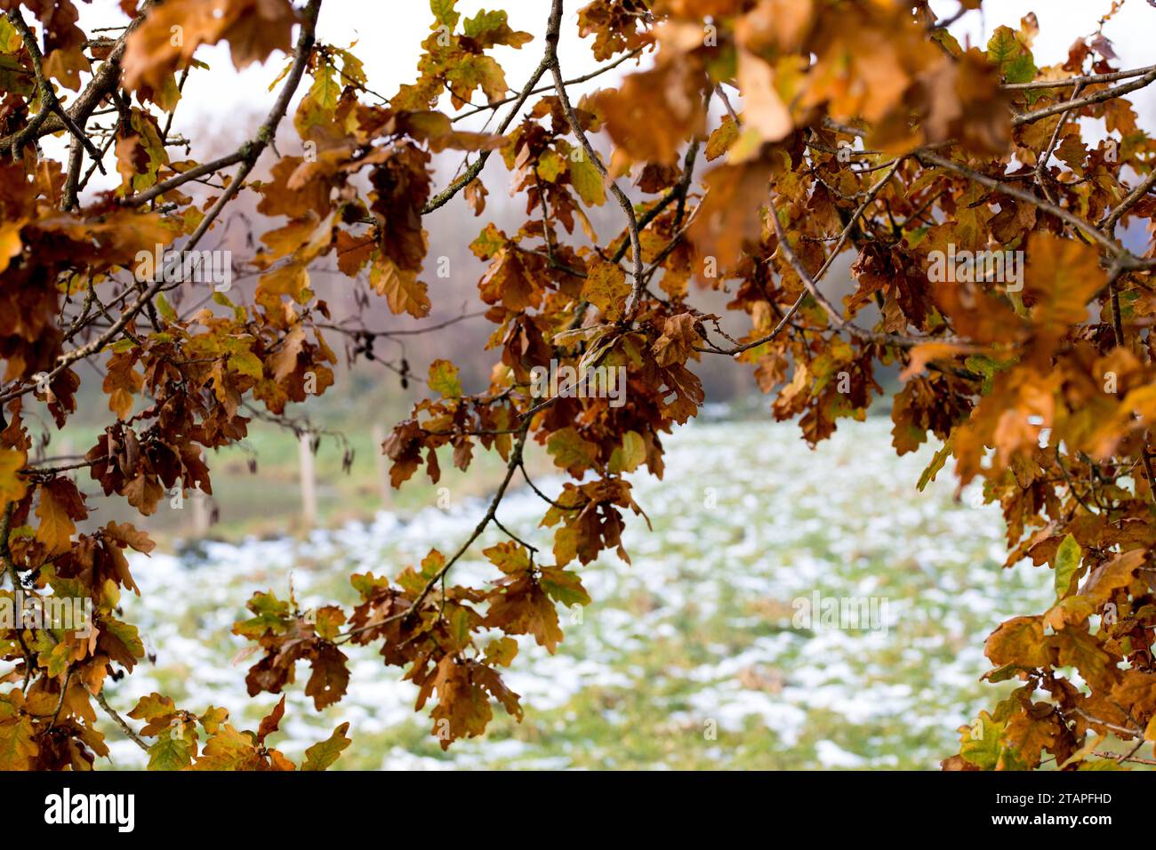 Braunes Herbstlaub auf einer Eiche im Winter Banque D'Images