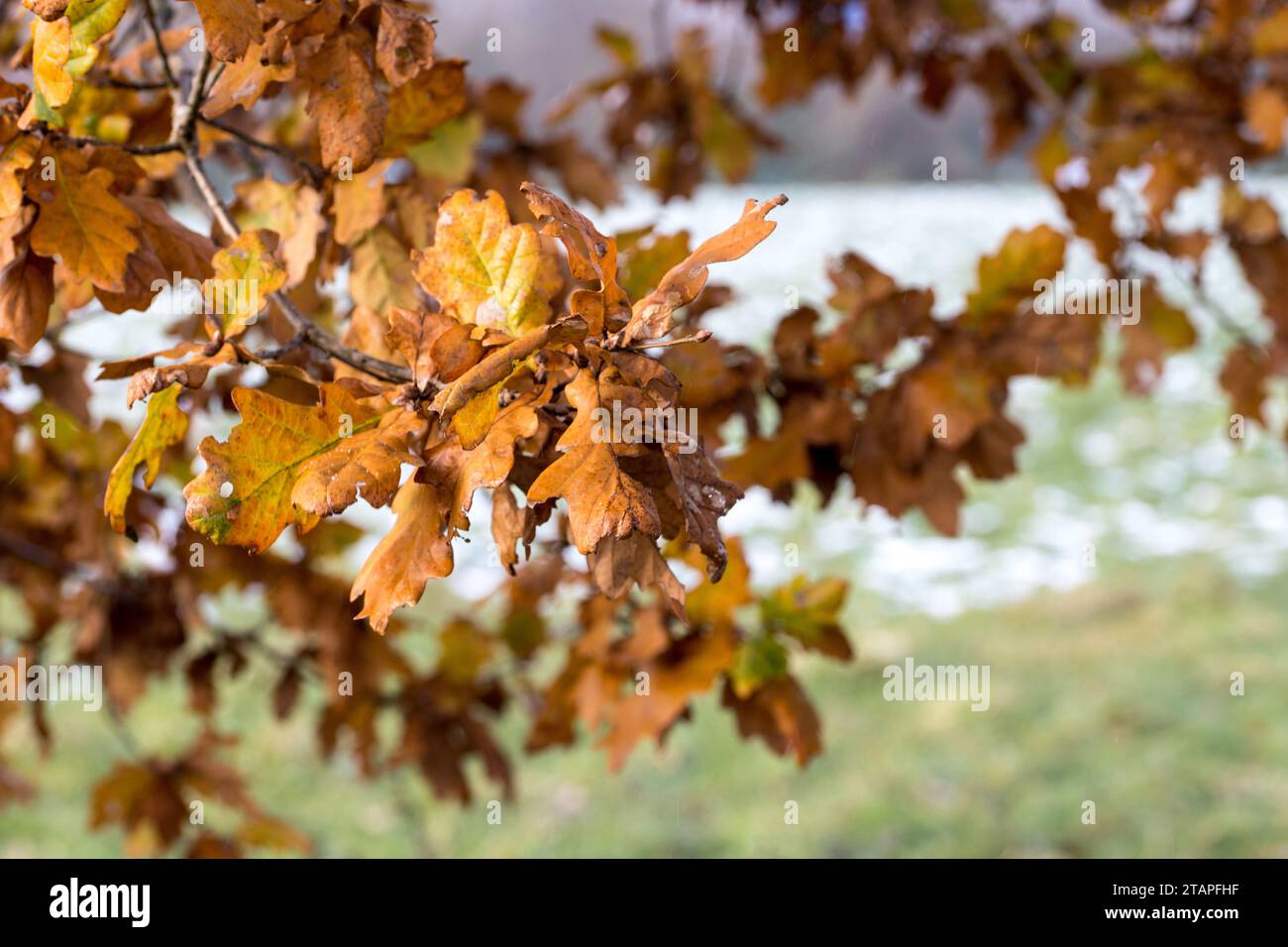 Braunes Herbstlaub auf einer Eiche im Winter Banque D'Images