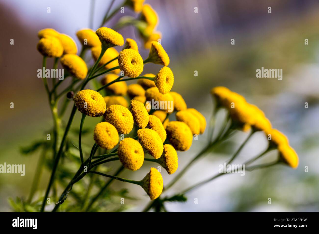 Rainfarn, Art der Gattung Tanacetum, im Winter Banque D'Images