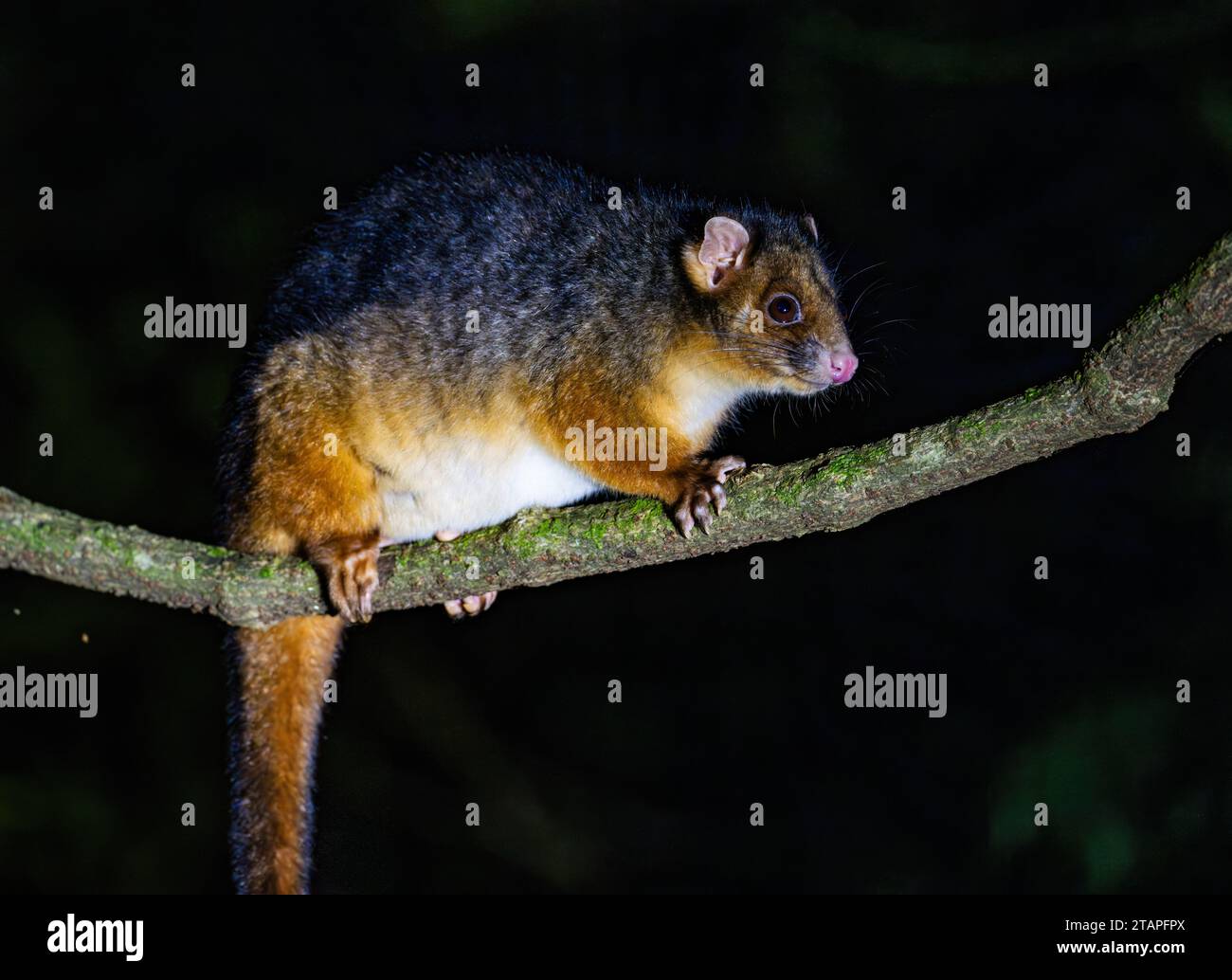 Un Possum à queue annulaire de l'est (Pseudocheirus peregrinus), ou Possum à queue annulaire commun, sur une branche la nuit. Australie. Banque D'Images