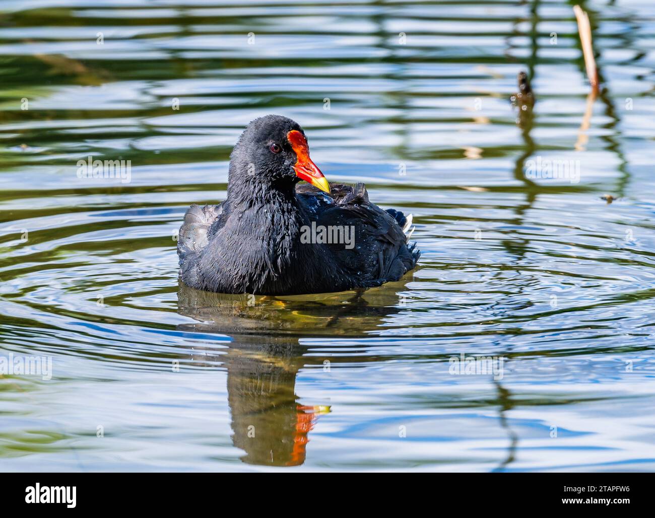 Un Moorhen sombre (Gallinula tenebrosa) nageant dans un lac. Nouvelle-Galles du Sud, Australie. Banque D'Images