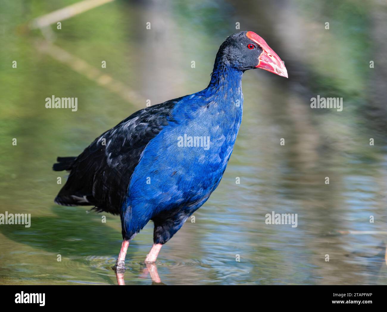 Un Swamphen australasien (Porphyrio melanotus) se tenant dans l'eau. New South Wlaes, Australie. Banque D'Images