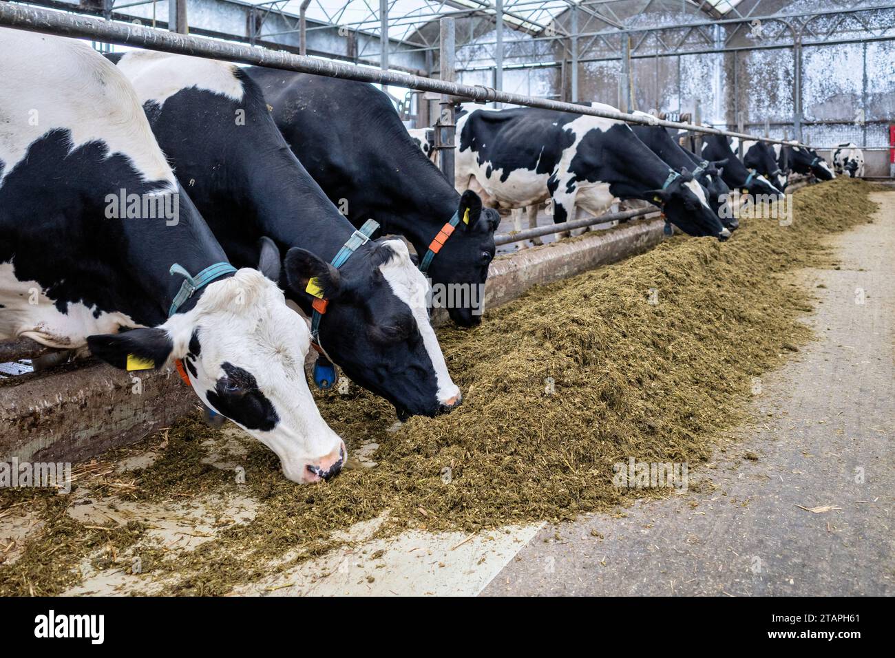 vaches laitières dans l'étable moderne Banque D'Images