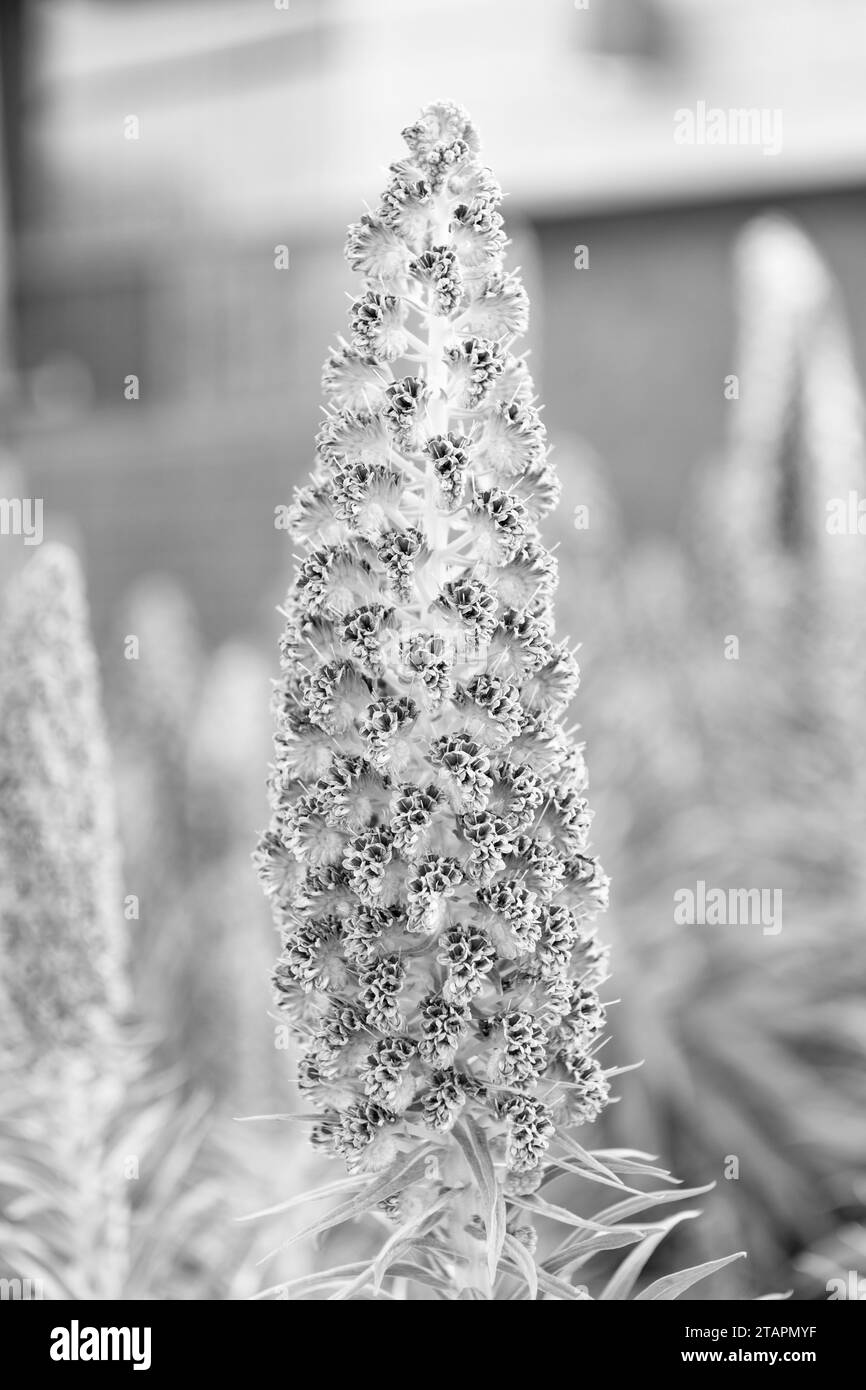 fleur tropicale. fleur tropicale à l'extérieur. fleurs tropicales à l'extérieur. Banque D'Images