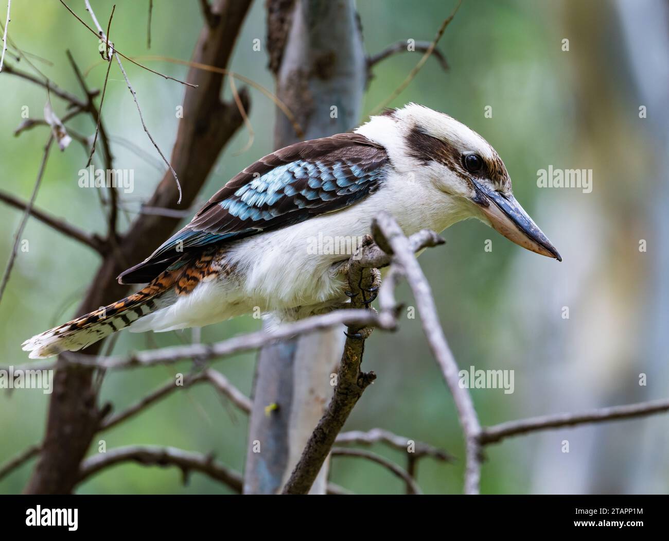 Un Kookaburra riant (Dacelo novaeguineae) perché sur une branche. Victoria, Australie. Banque D'Images