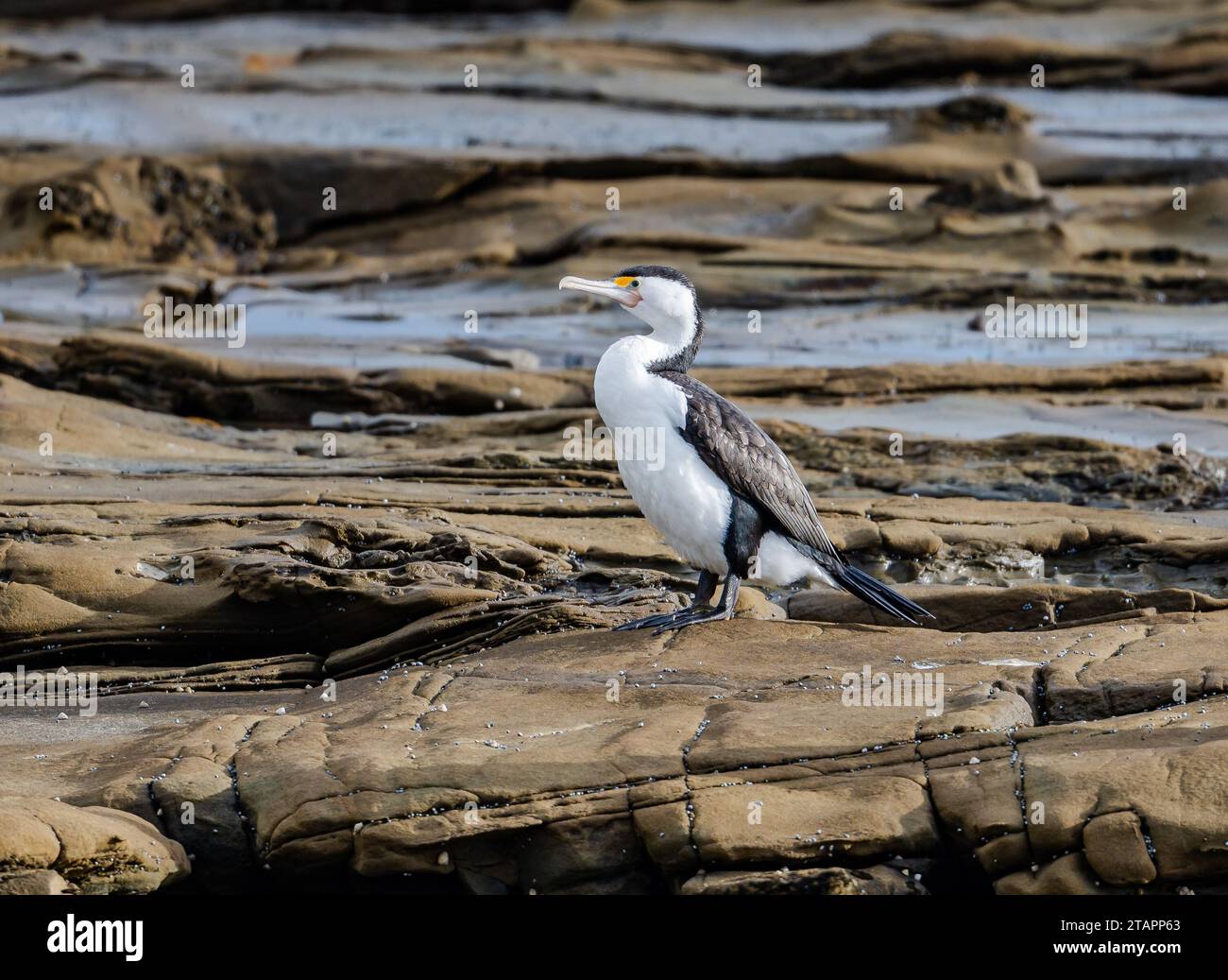 Un pied Cormoran (Phalacrocorax varius) debout sur un affleurement rocheux. Victoria, Australie. Banque D'Images