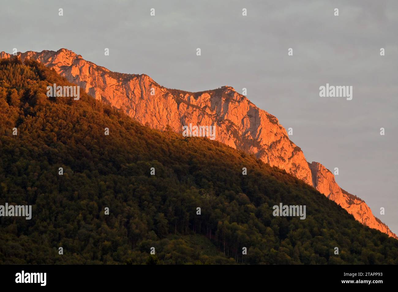 La crête sommitale de la montagne Traunstein en été dans le soleil du soir, en face de lui la forêt de la Grünberg, Gmunden, Salzkammergut Banque D'Images