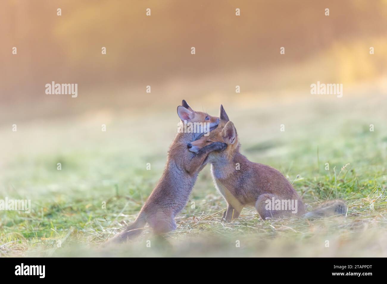 Drôle de paire de mignons deux renards rouges est serrant dehors dans la lumière du soleil. Horizontalement. Banque D'Images