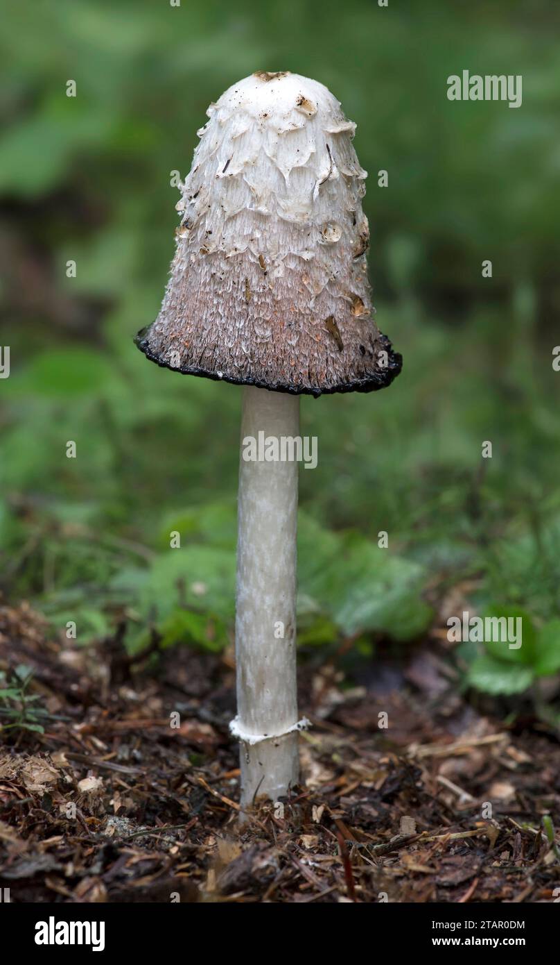Casquette à encre champignon Shaggy (Coprinus comatus), Valais, Suisse Banque D'Images