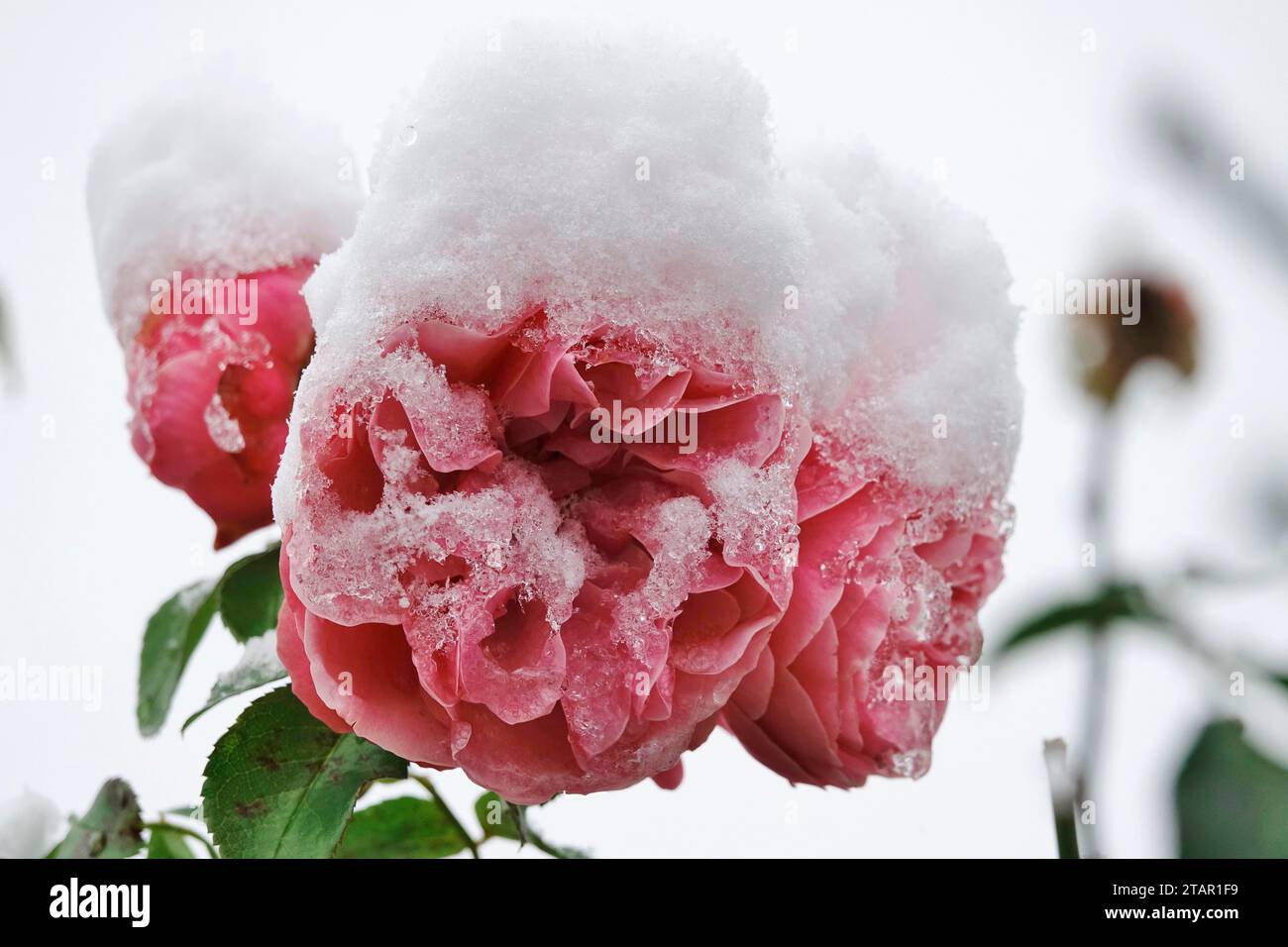 Roses de neige Banque de photographies et d’images à haute résolution ...