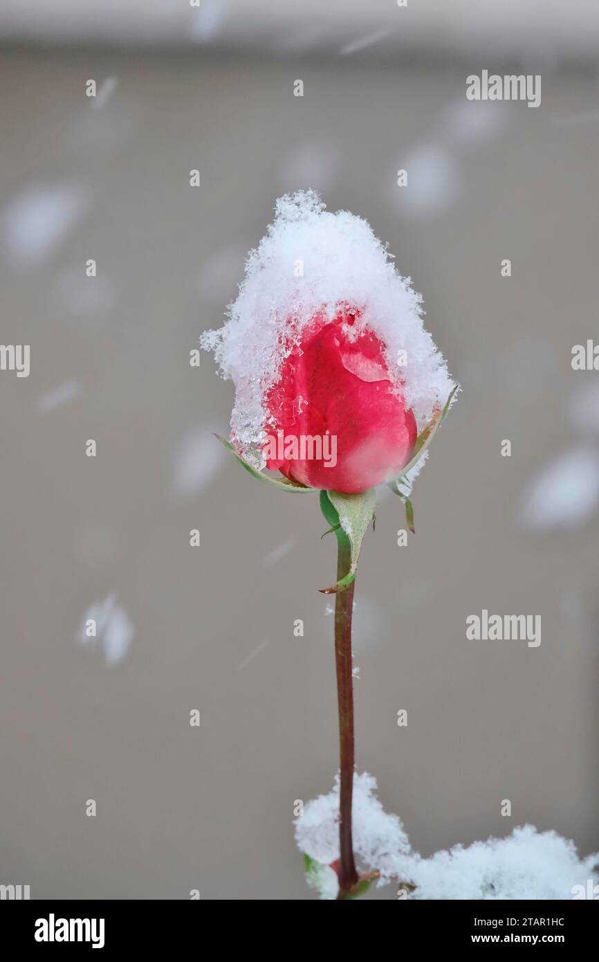 Première neige, Rosebud, Allemagne Banque D'Images