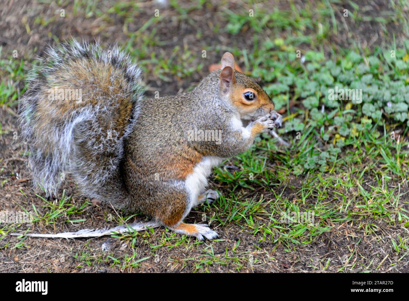 Écureuil gris (Sciurus carolinensis) Green Park Londres, Londres, région de Londres, Angleterre, Royaume-Uni Banque D'Images