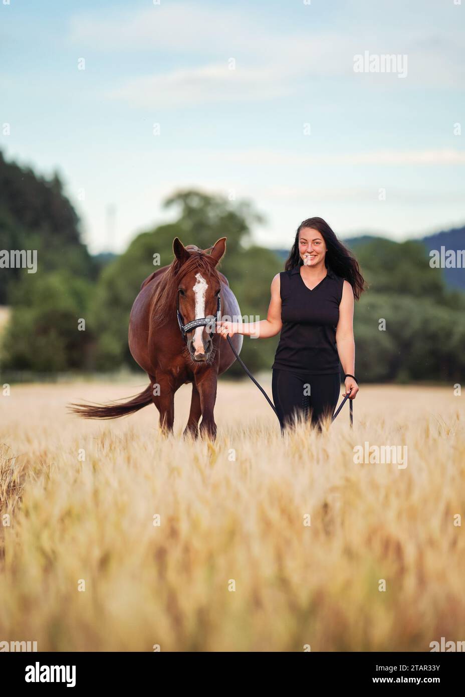 Jeune femme en leggings noirs et t-shirt marchant avec le cheval arabe brun dans le champ de blé Banque D'Images