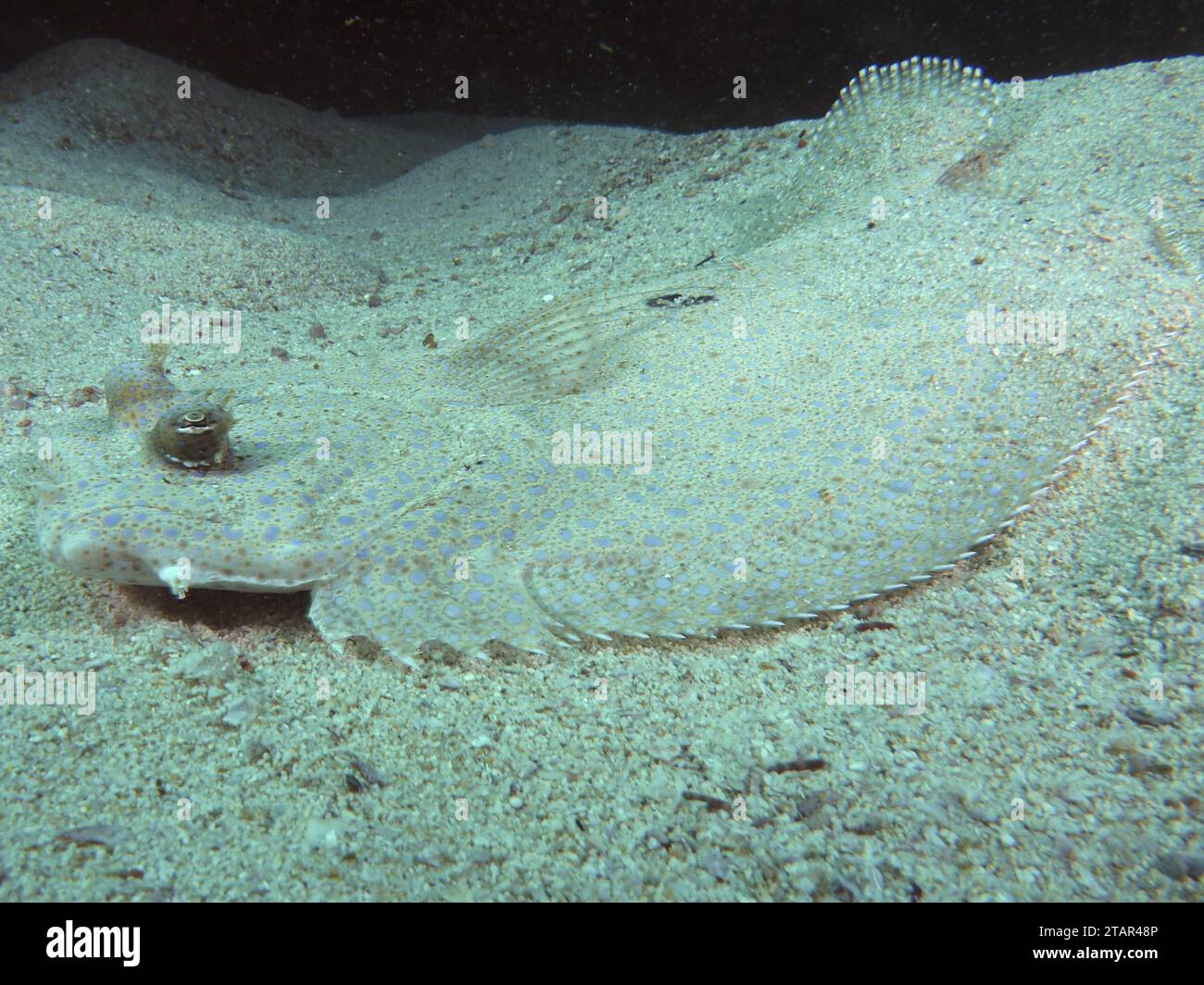 La plie de paon bien camouflée (Bothus mancus) dans le sable. Site de plongée Sodwana Bay, Maputaland Marine Reserve, KwaZulu Natal, Afrique du Sud Banque D'Images