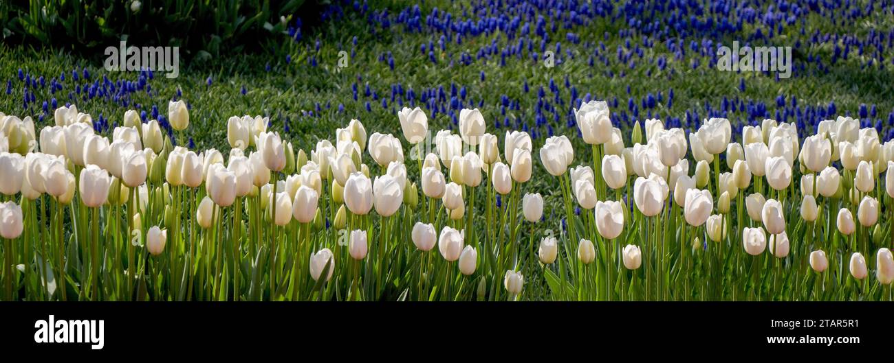 Clôture en caoutchouc protection dans le jardin de tulipes Banque D'Images