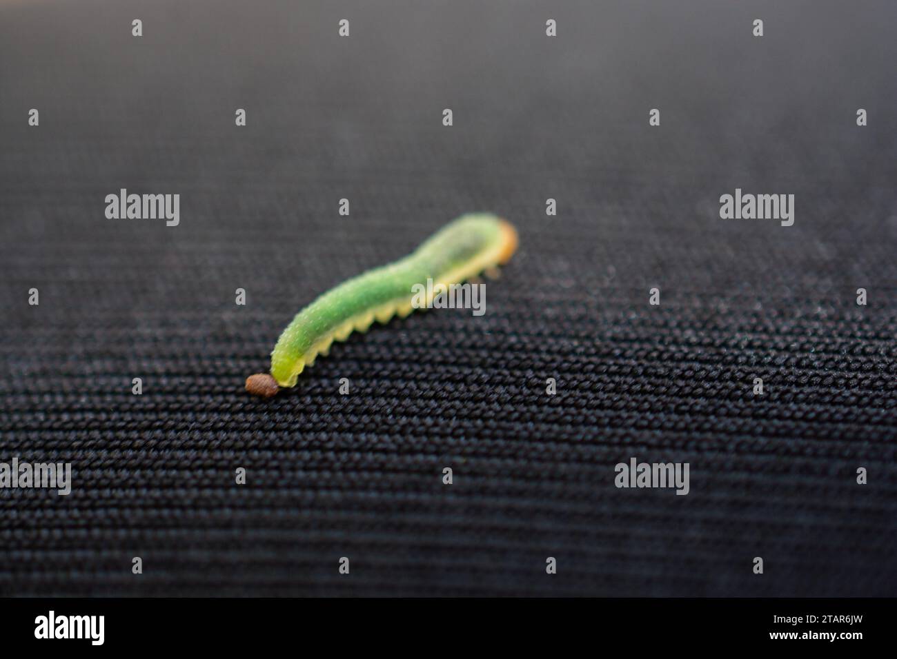 Les chenilles de ver vert isoler les animaux sur fond de tissu noir Banque D'Images