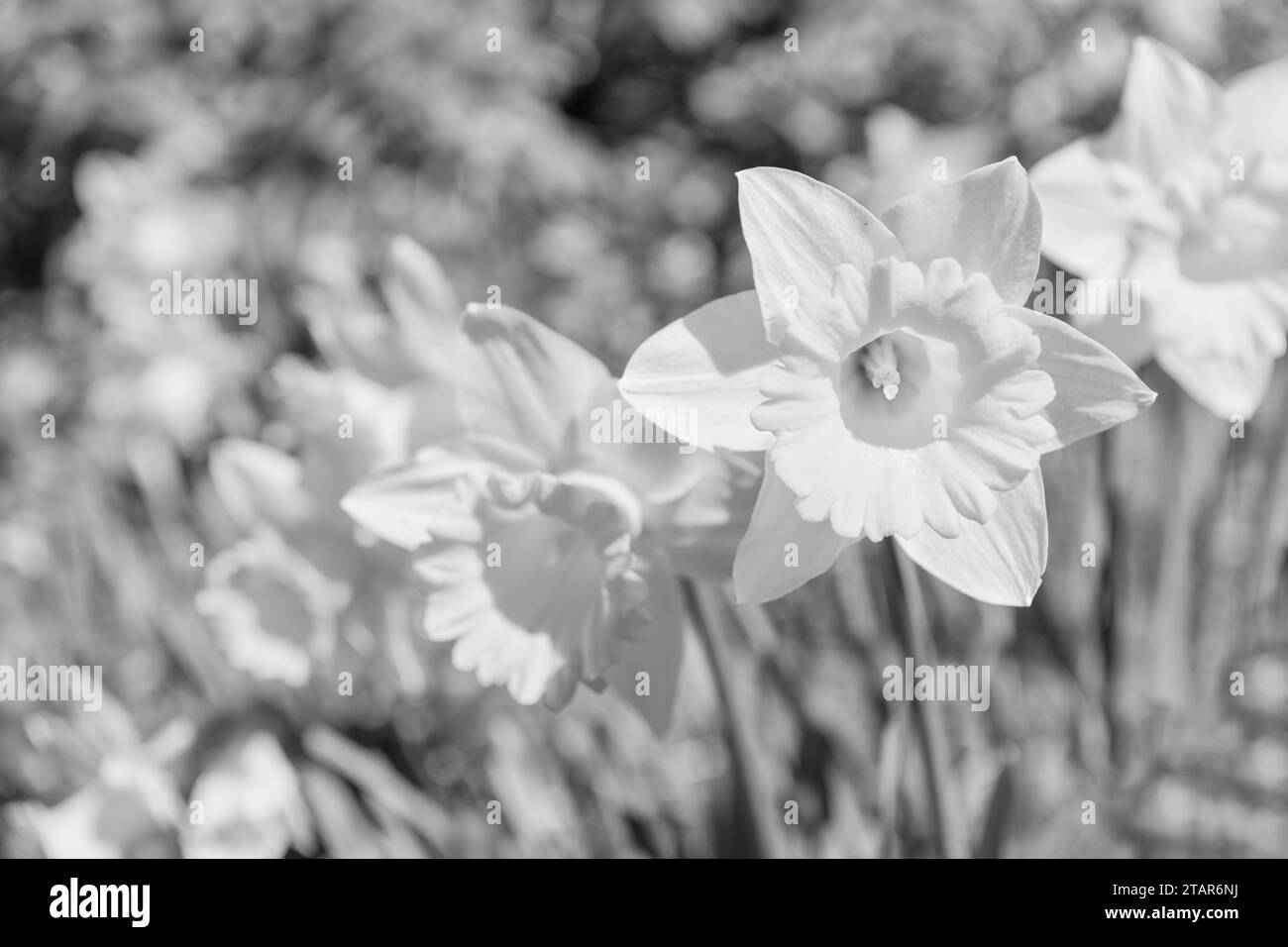 image de la fleur de narcisse. narcisse fleurit au printemps. narcissus fleur sur parterre à fleurs. Banque D'Images